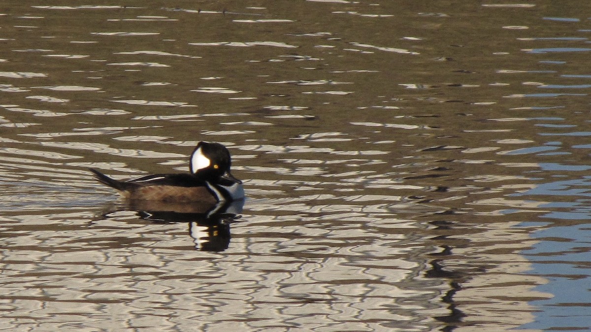 Hooded Merganser - ML626552553