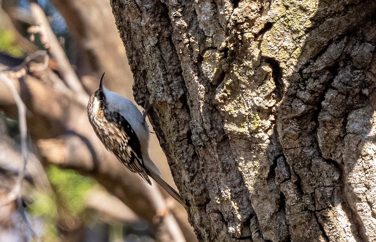 Brown Creeper - ML626552661