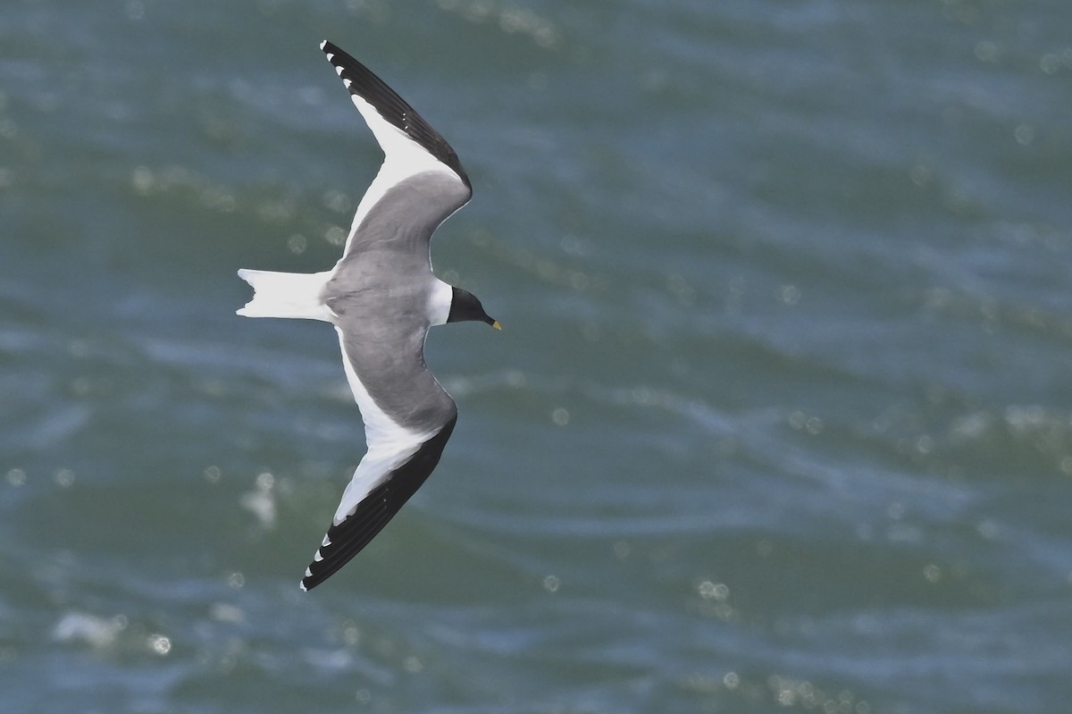 Sabine's Gull - ML626552675