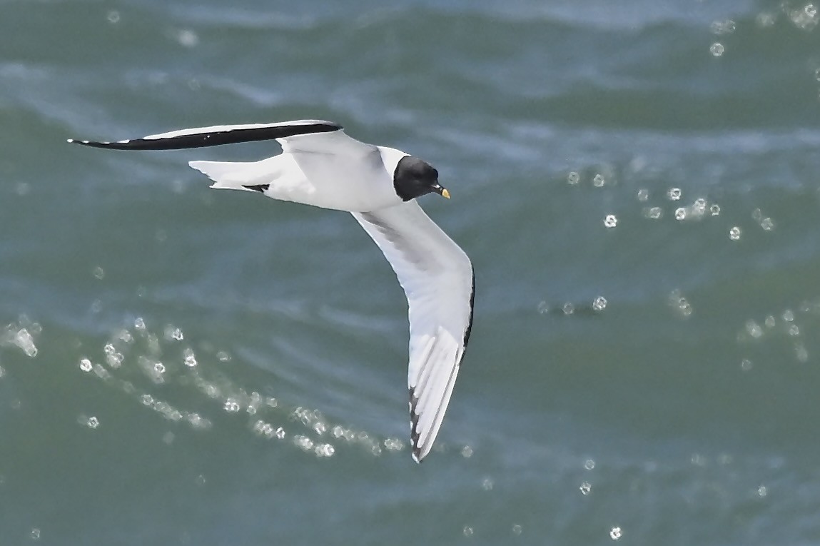 Sabine's Gull - ML626552684