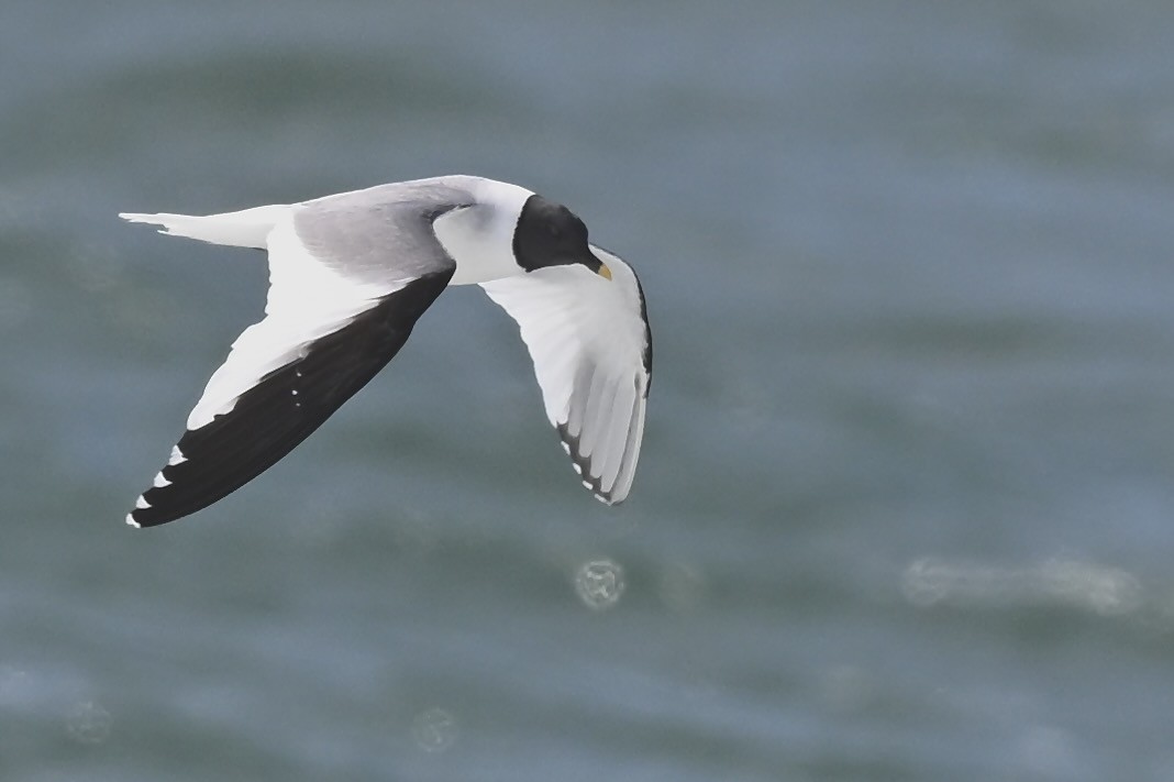 Sabine's Gull - ML626552691