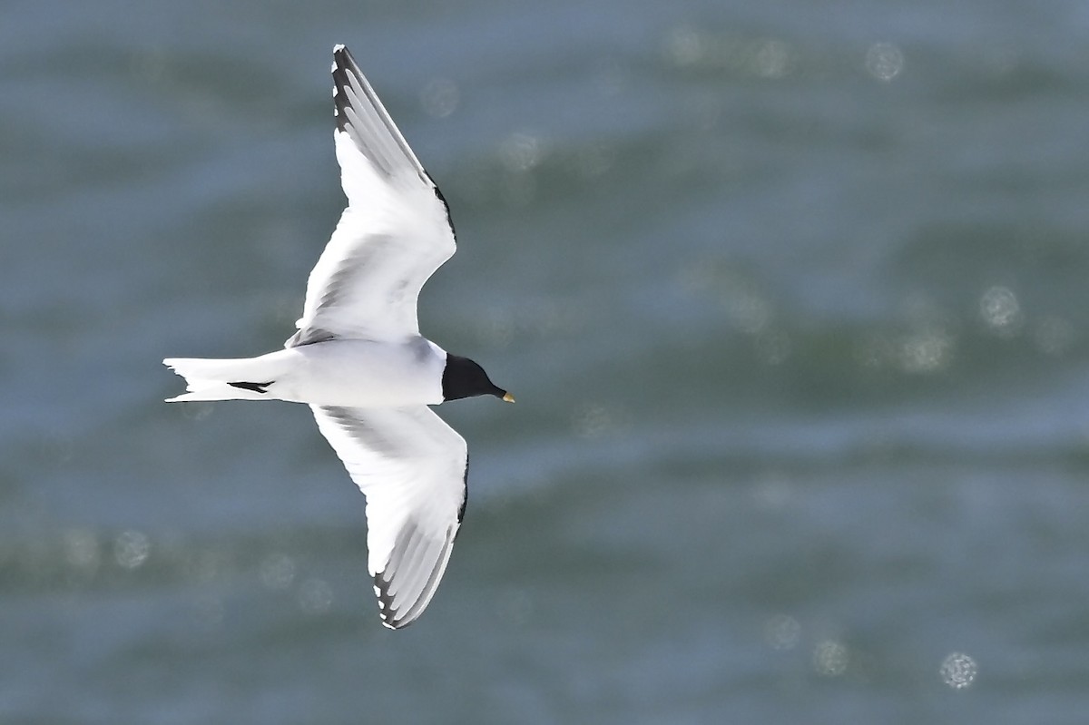 Sabine's Gull - ML626552693