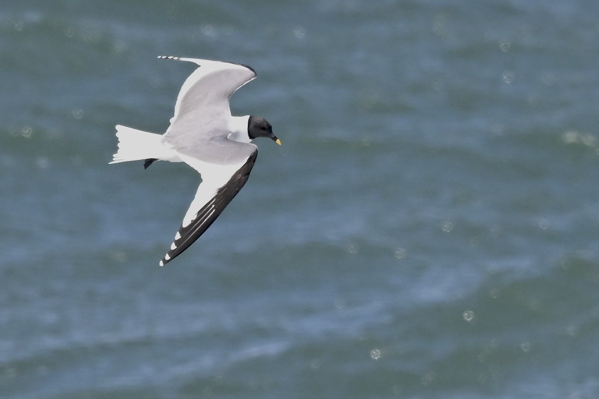 Sabine's Gull - ML626552695