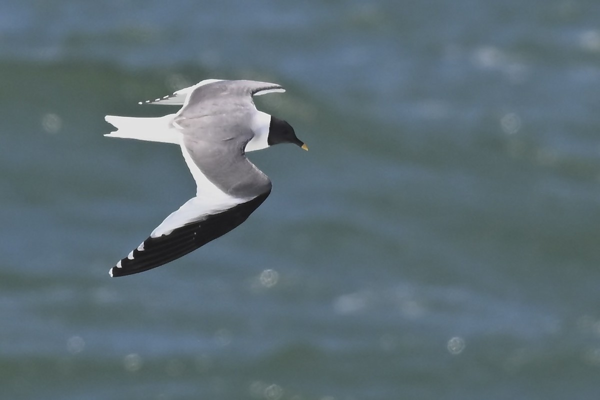 Sabine's Gull - ML626552696