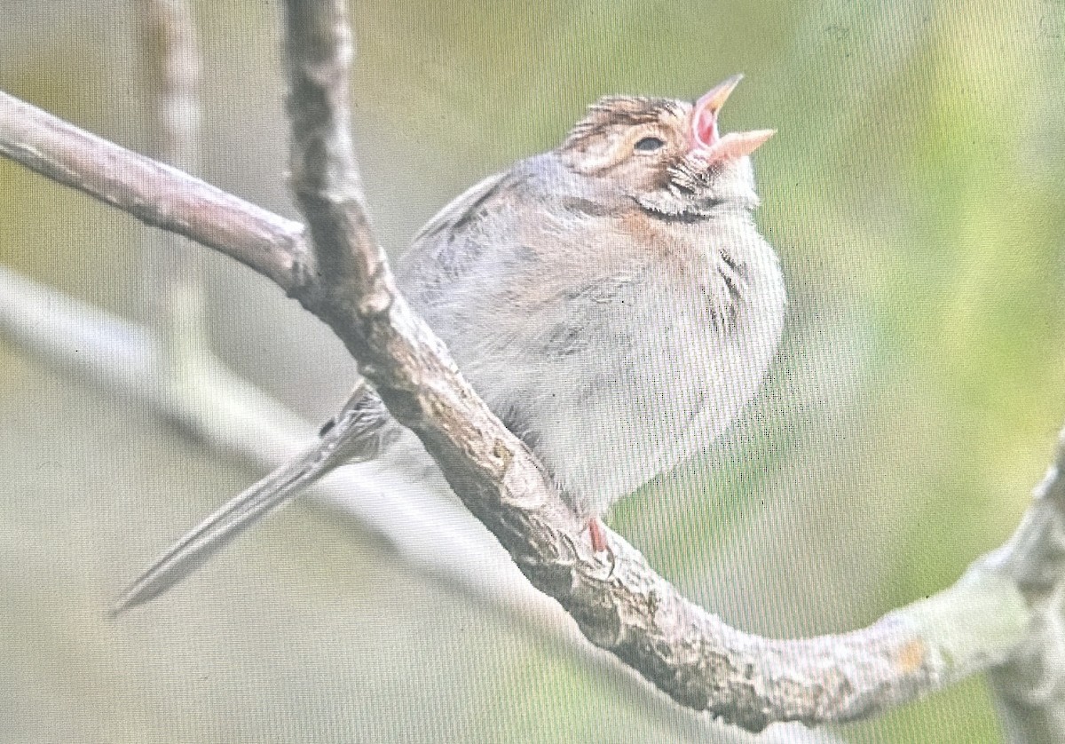 Clay-colored Sparrow - ML626552709