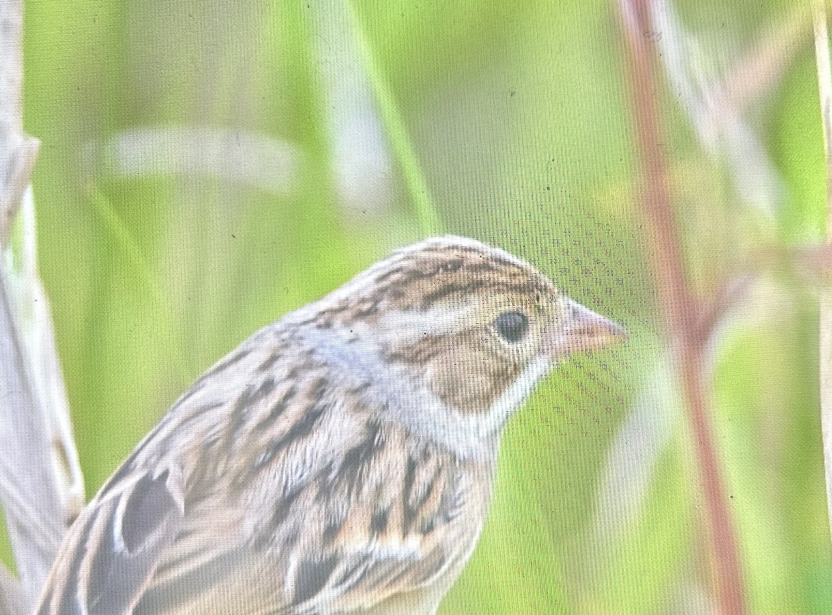 Clay-colored Sparrow - ML626552710