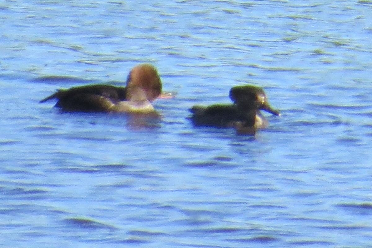 Hooded Merganser - ML626552712