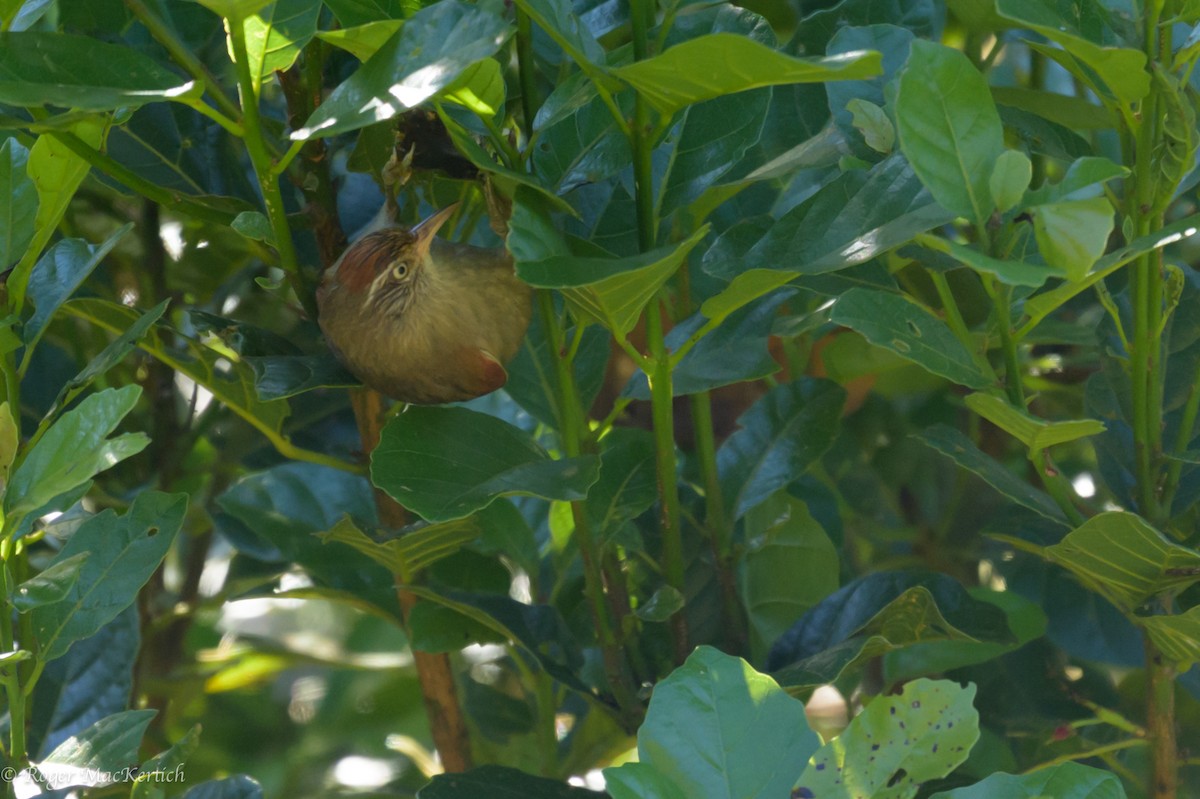 Streak-capped Spinetail - ML626552733