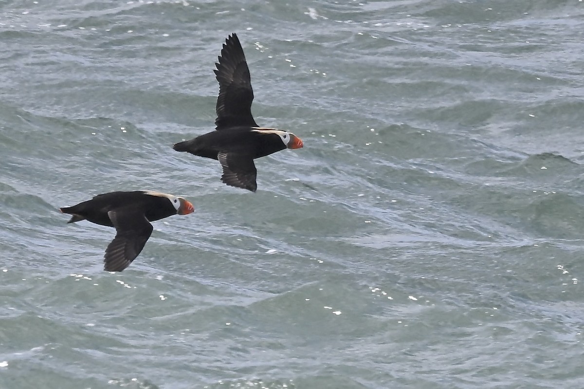 Tufted Puffin - ML626552734