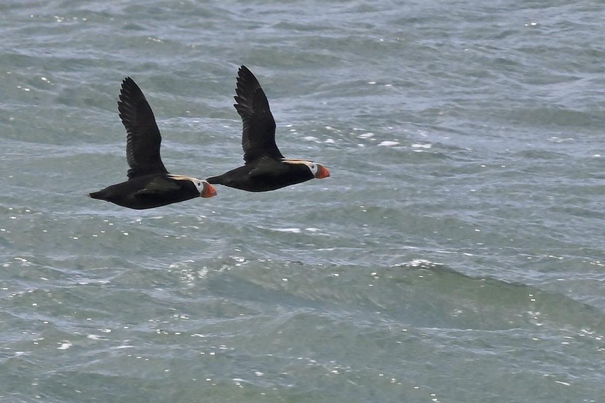 Tufted Puffin - ML626552736