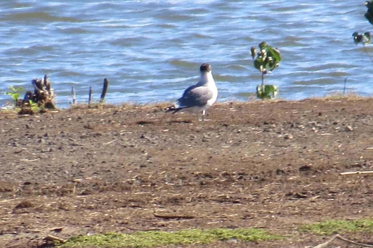 Franklin's Gull - ML626552793
