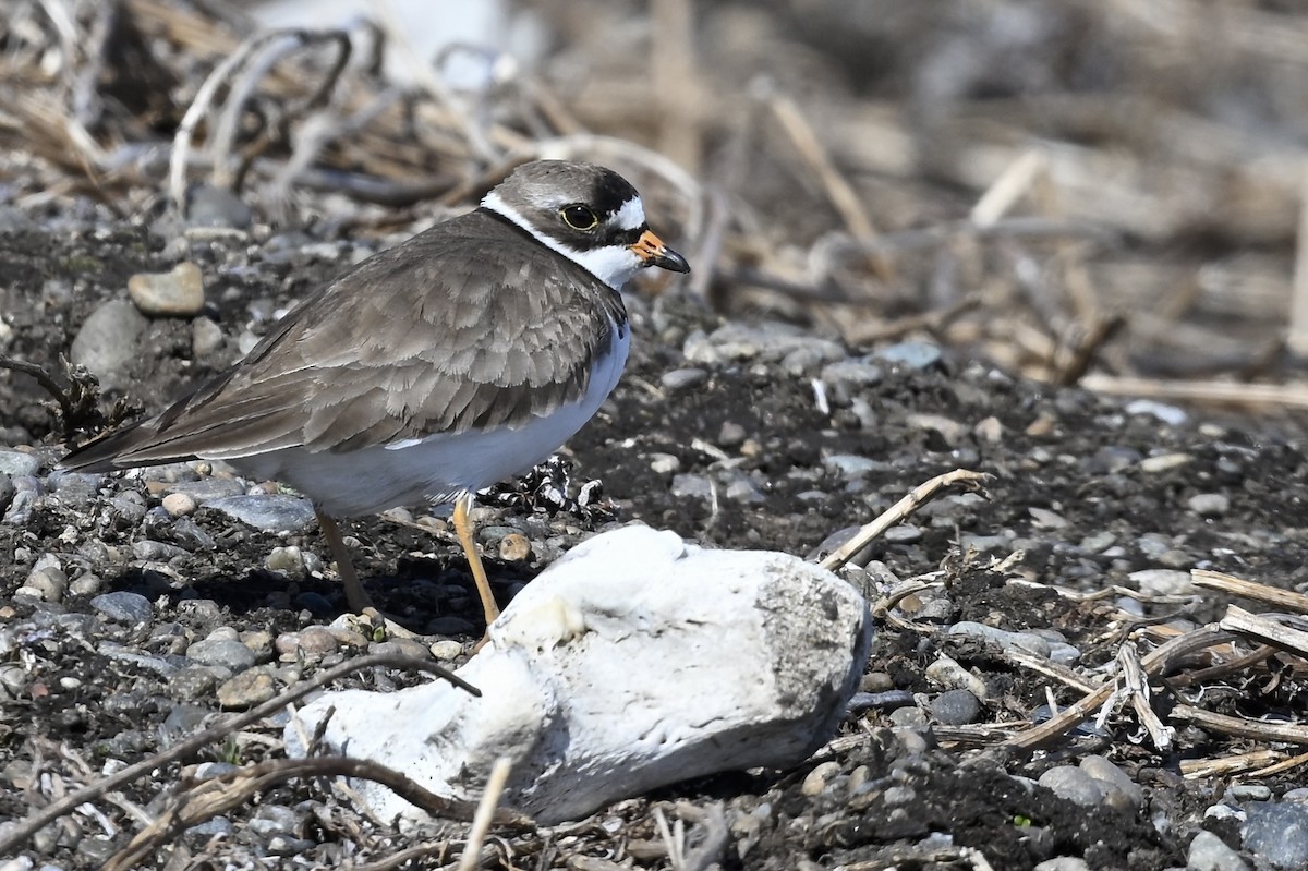 Semipalmated Plover - ML626552907