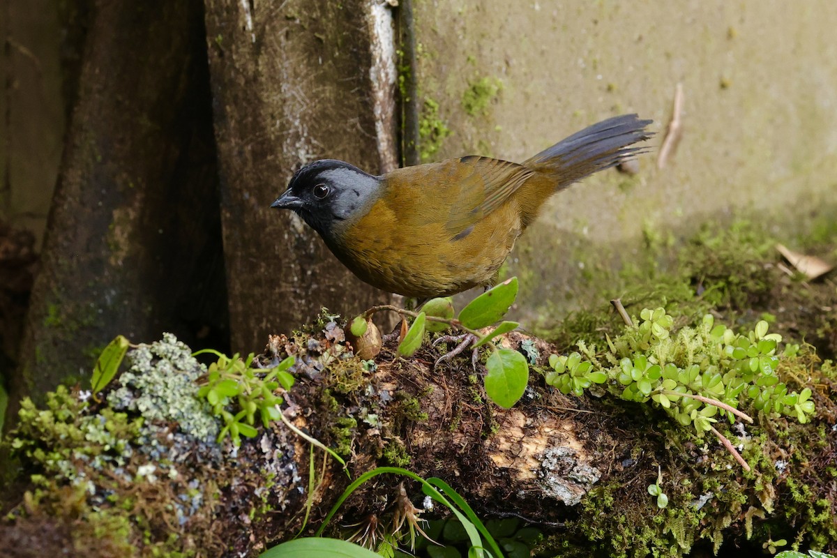 Large-footed Finch - ML626553073