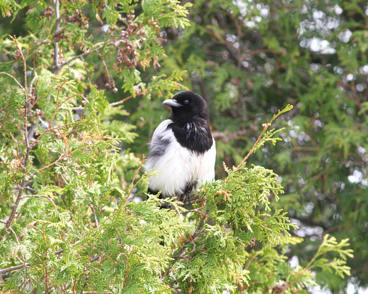 Black-billed Magpie - ML626553120