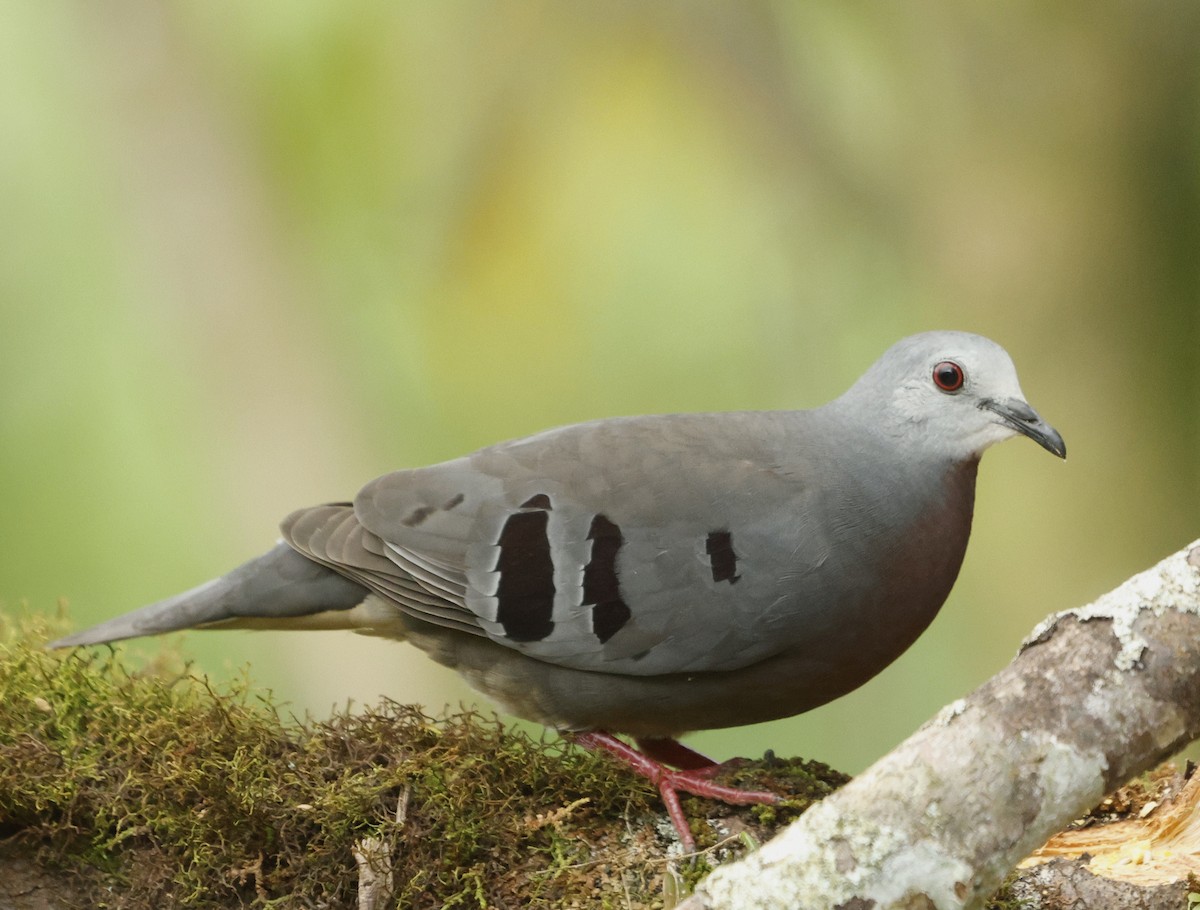 Maroon-chested Ground Dove - ML626553285