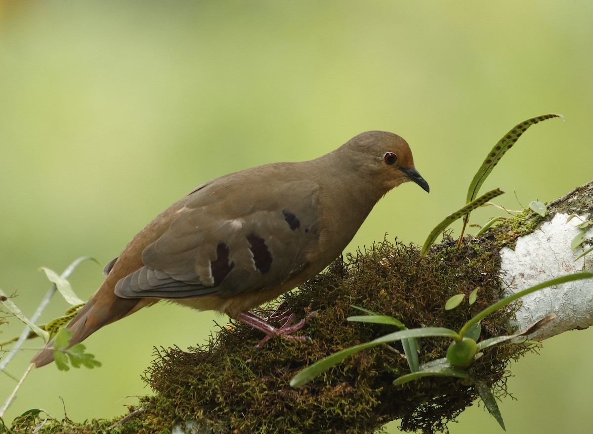 Maroon-chested Ground Dove - ML626553286