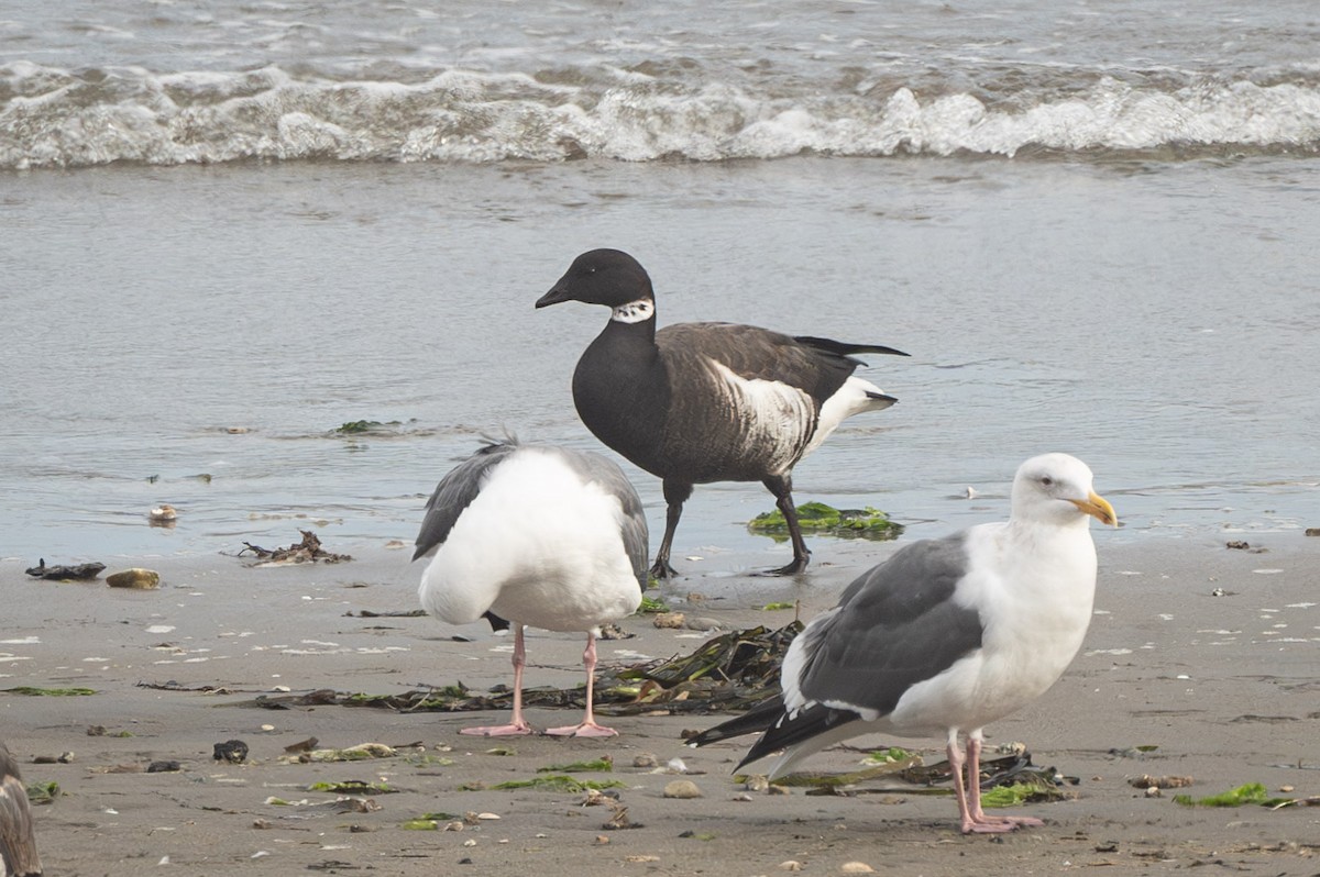 Barnacla Carinegra (nigricans) - ML626553327