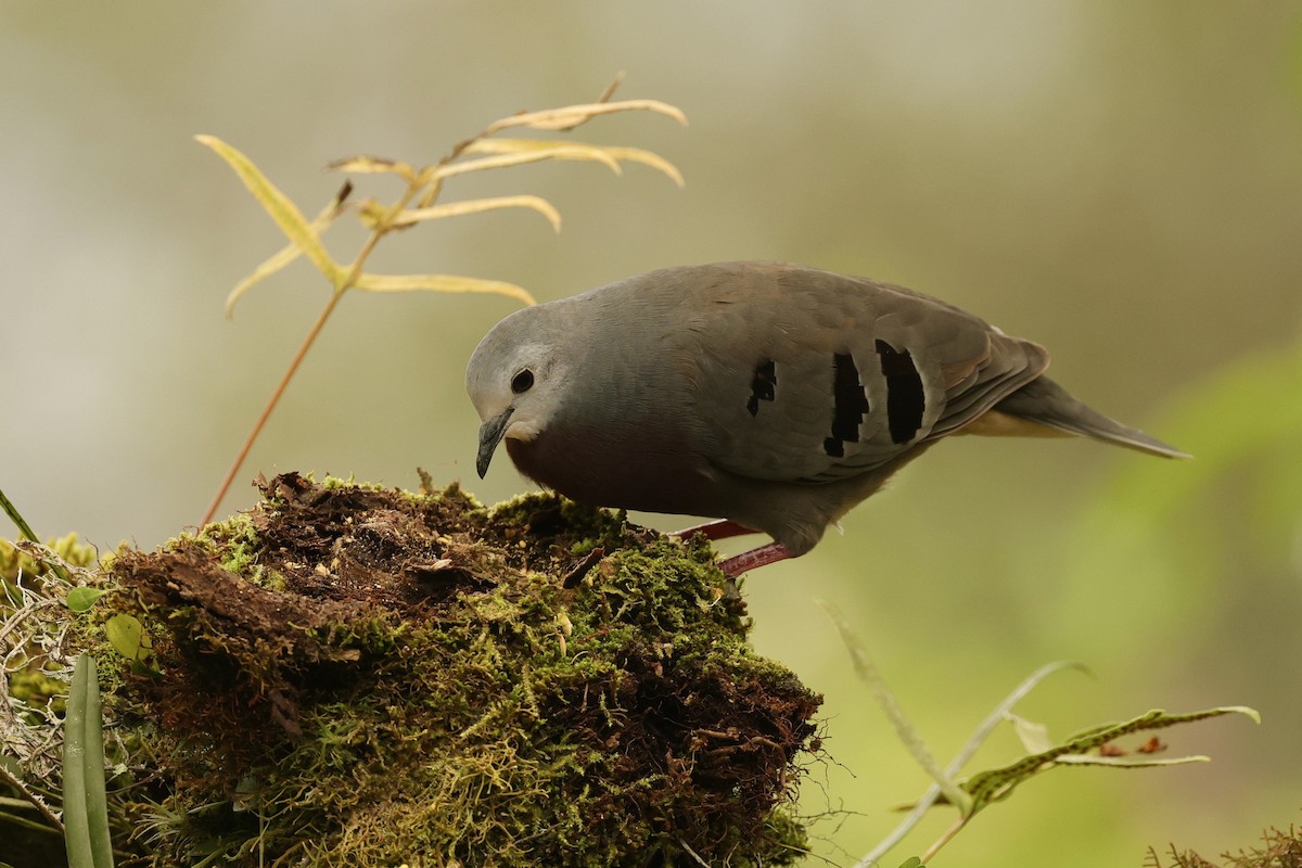 Maroon-chested Ground Dove - ML626553336