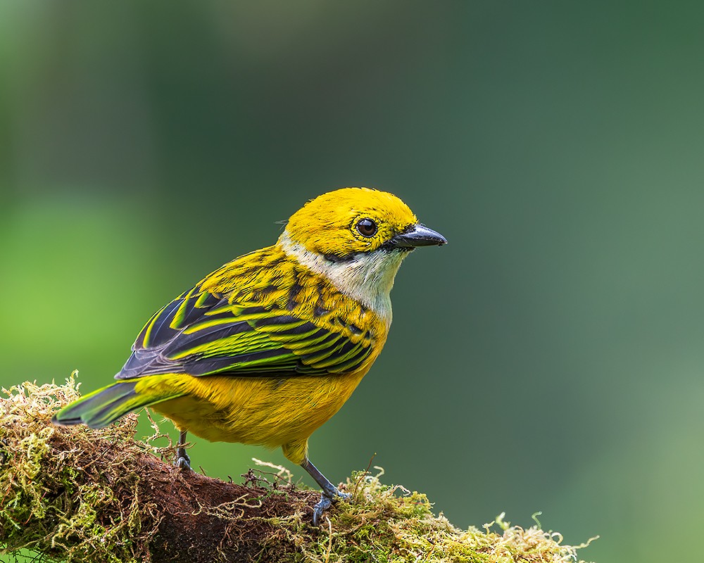 Silver-throated Tanager - ML626553502