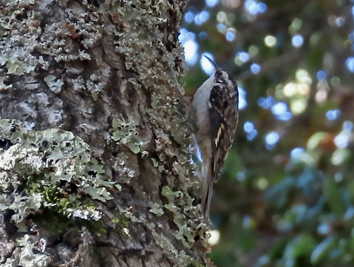 Brown Creeper - ML626553586