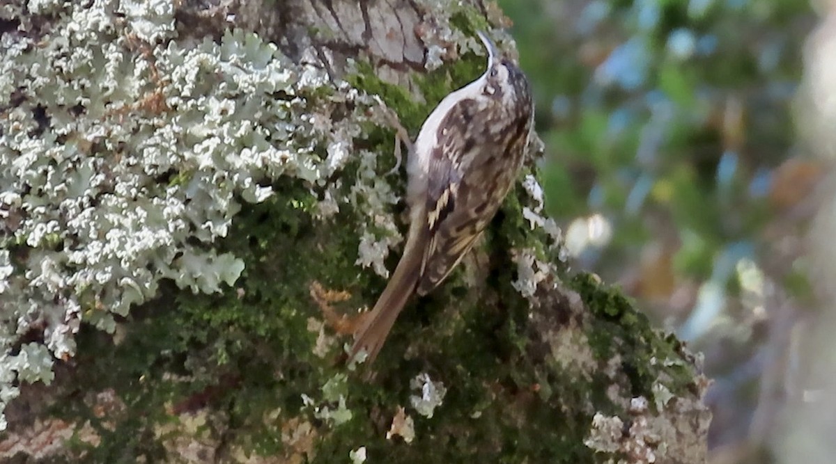 Brown Creeper - ML626553592