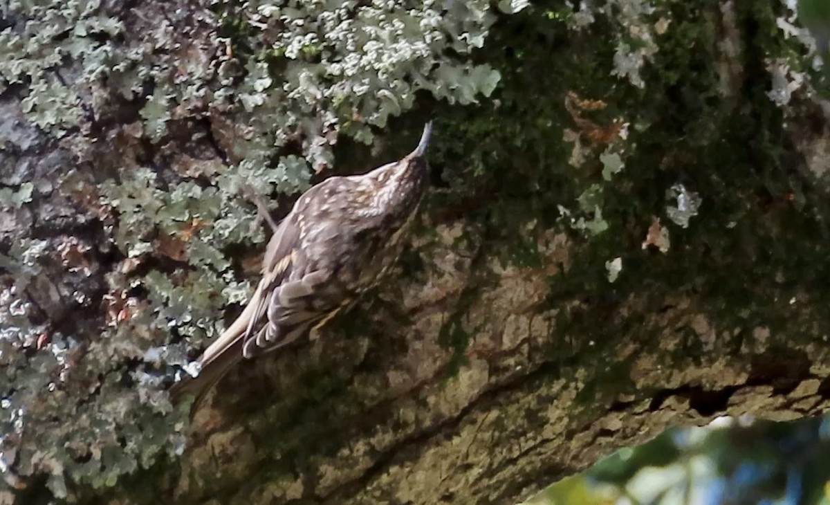 Brown Creeper - ML626553598