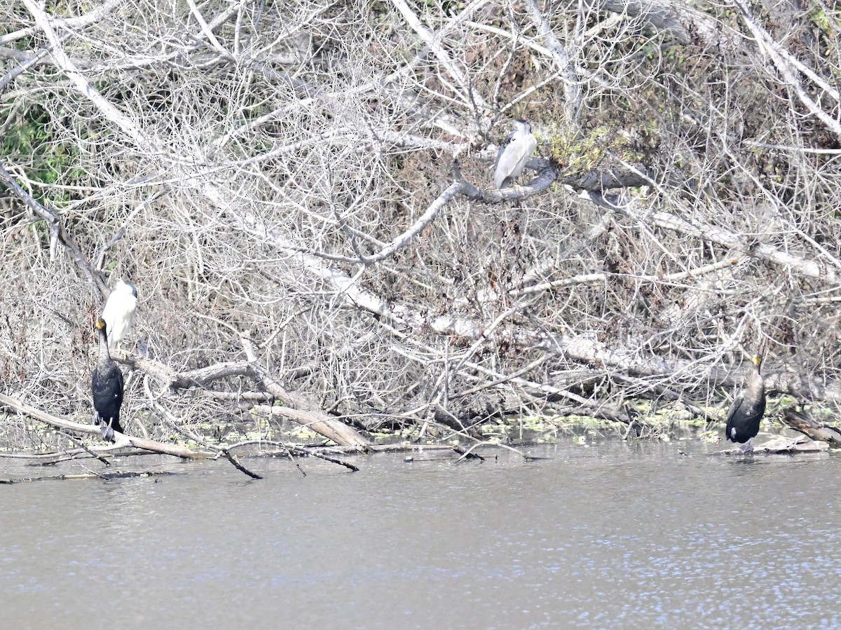 Double-crested Cormorant - ML626553611