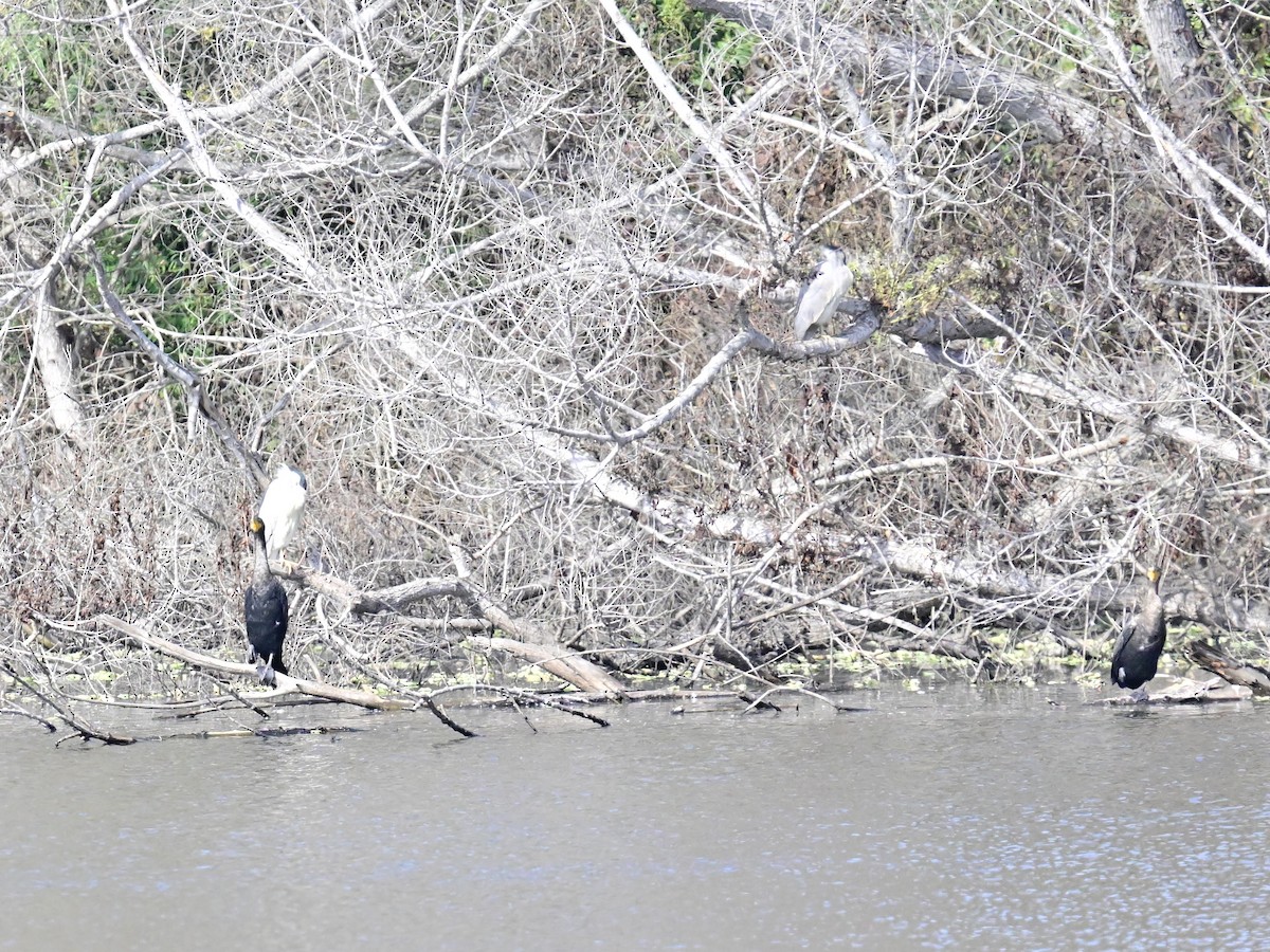 Double-crested Cormorant - ML626553612