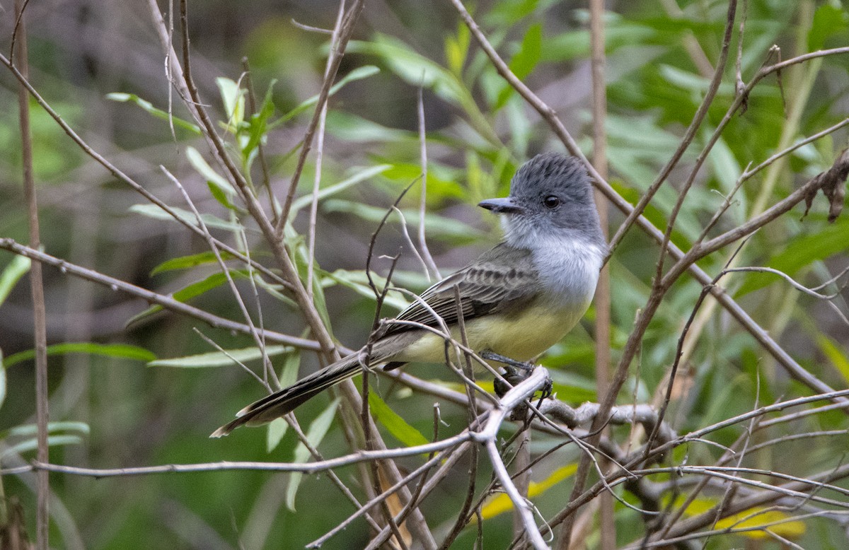 Sooty-crowned Flycatcher - ML626553642