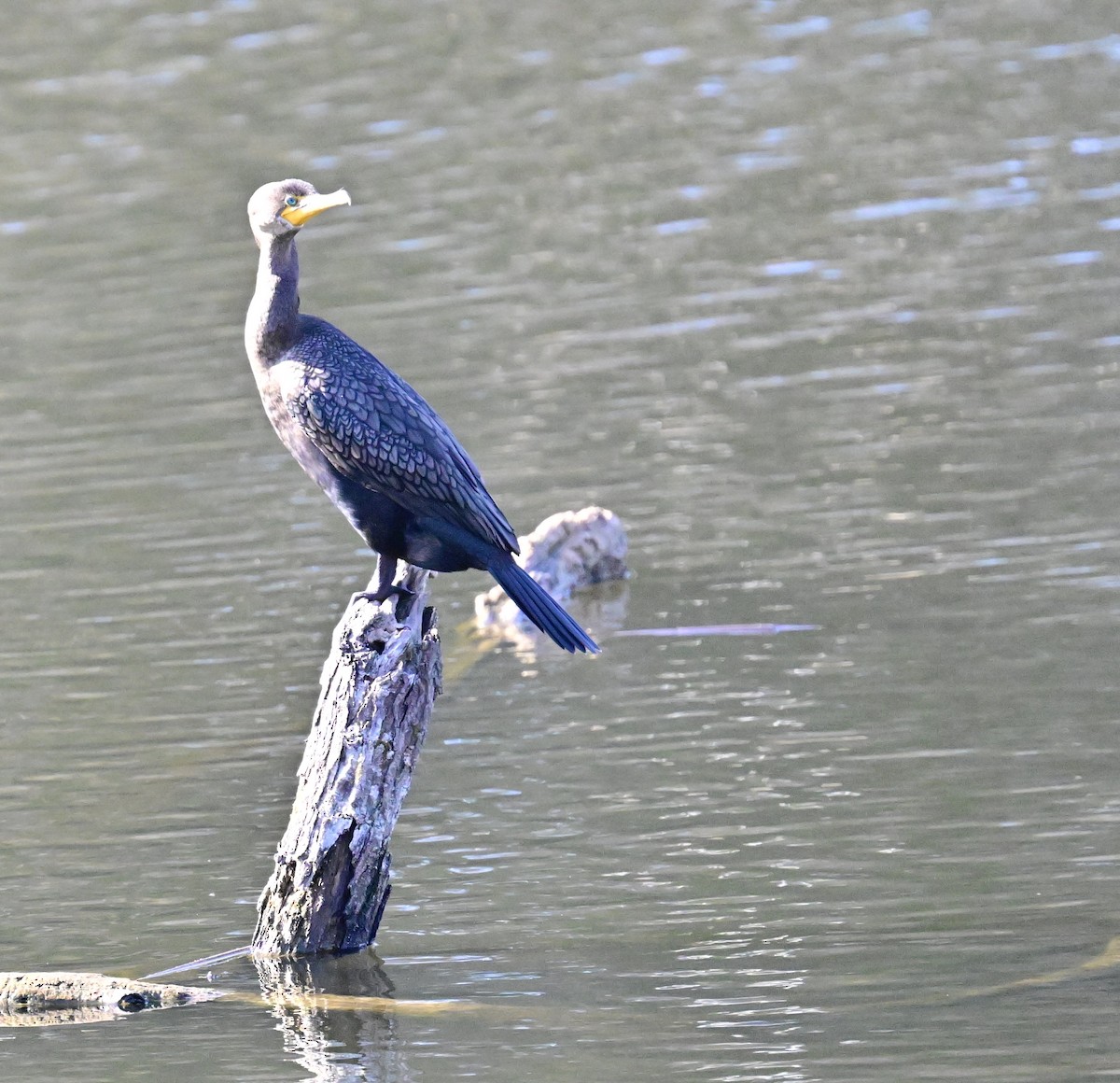 Double-crested Cormorant - ML626553689