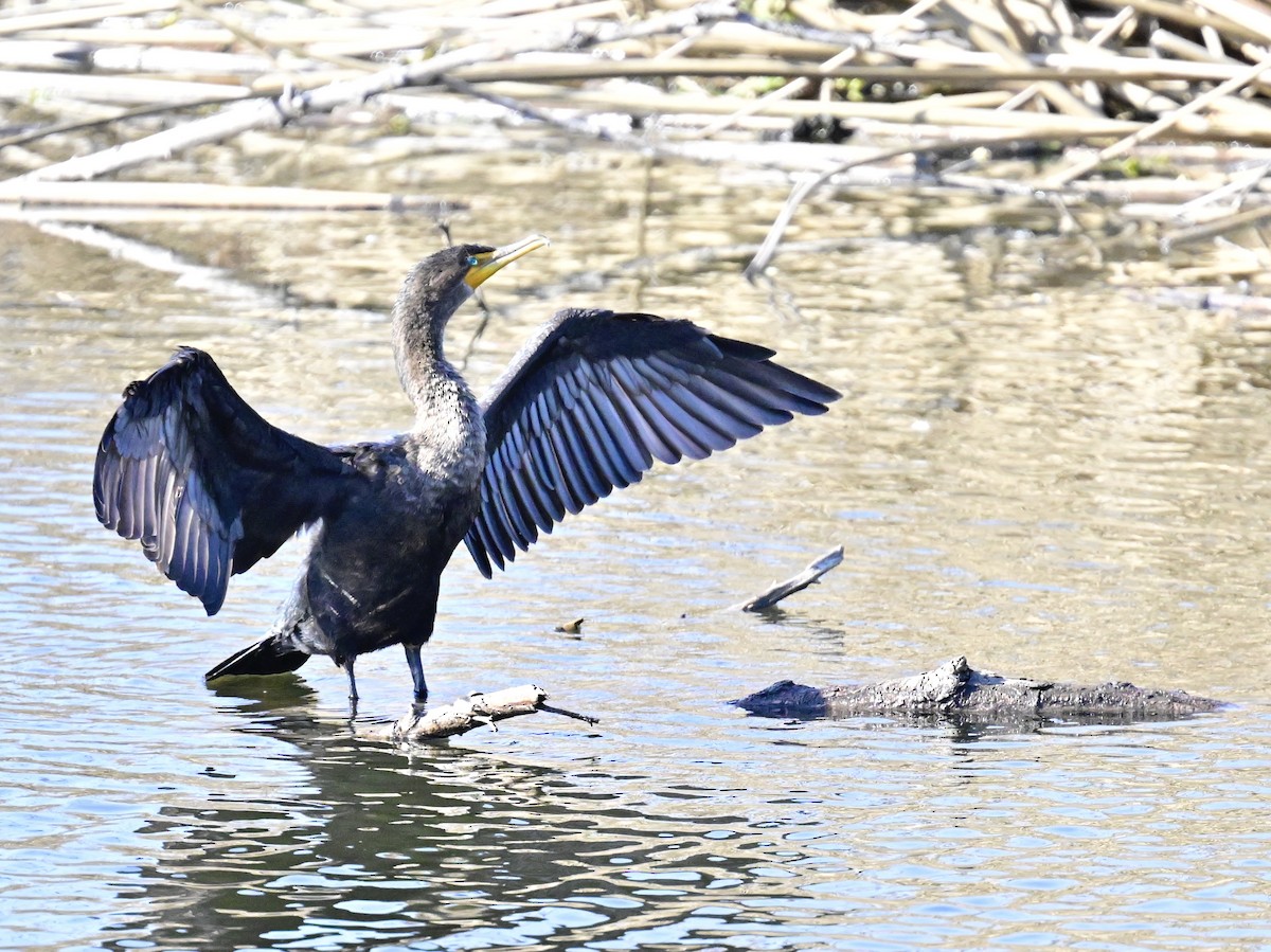 Double-crested Cormorant - ML626553690