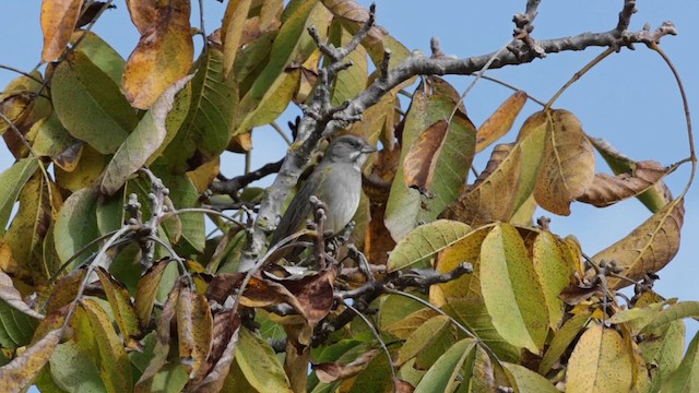 Green-tailed Towhee - ML626553766