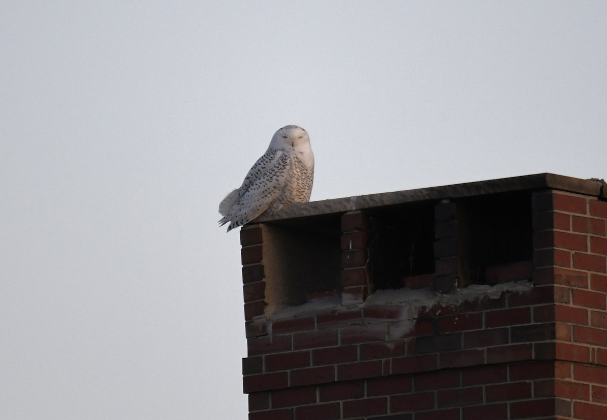 Snowy Owl - ML626553911