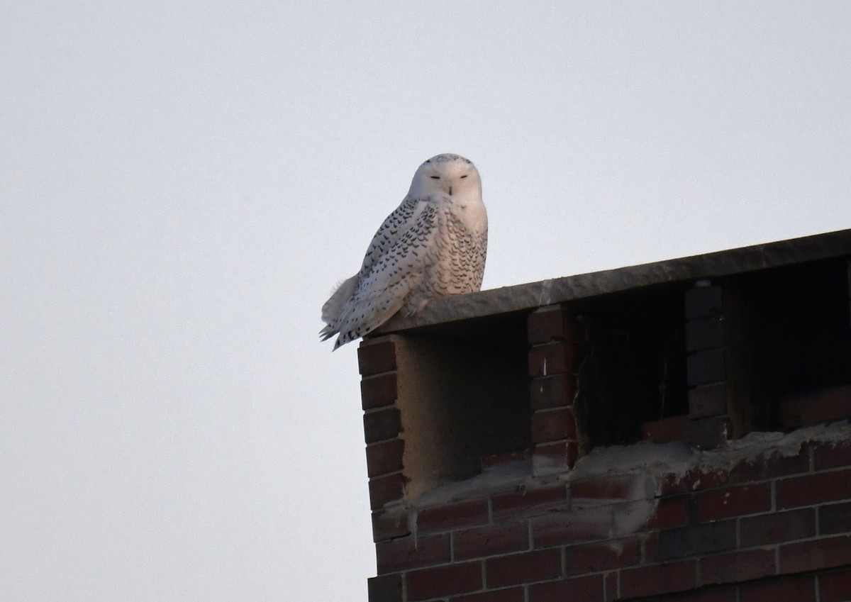 Snowy Owl - ML626553912