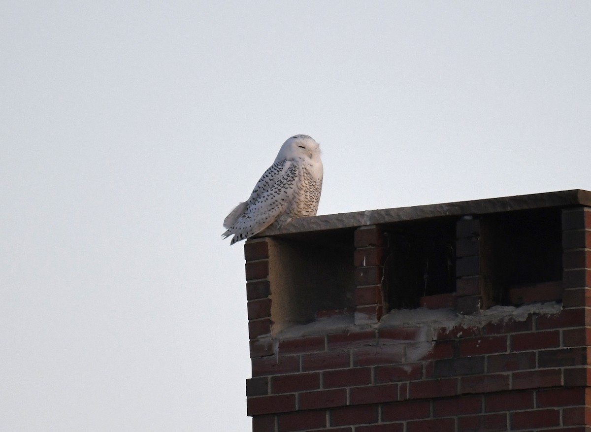 Snowy Owl - ML626553915