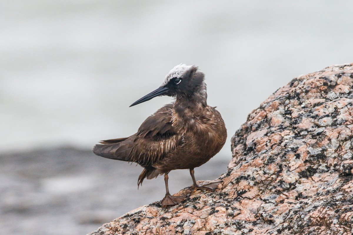 Black Noddy - ML626554104