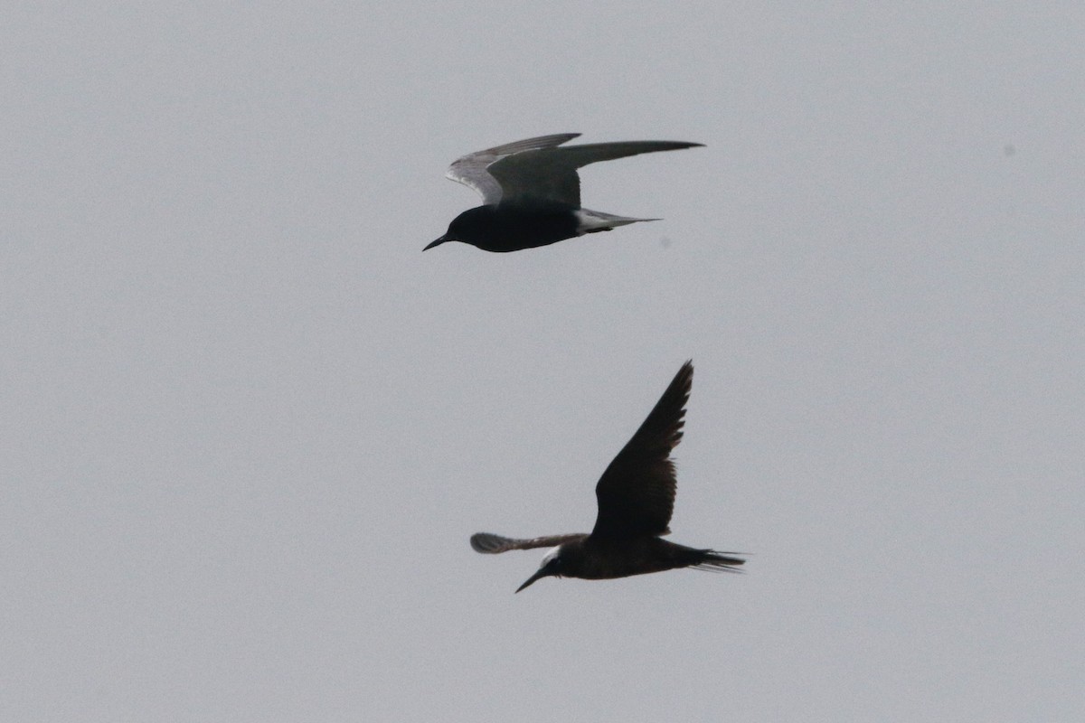Black Noddy - ML626554111