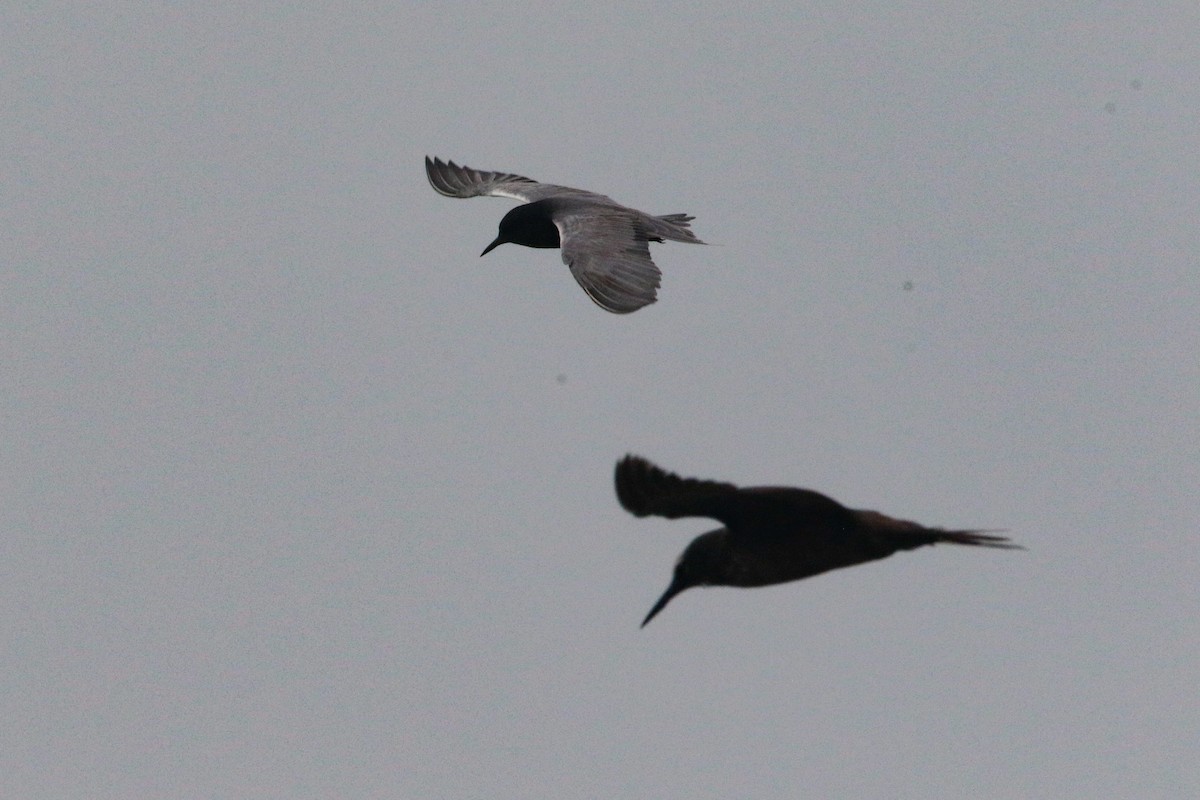 Black Noddy - ML626554118