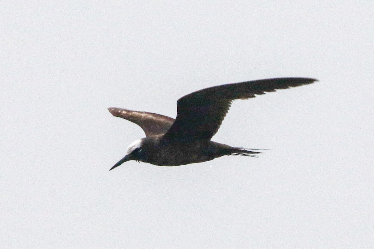 Black Noddy - ML626554305