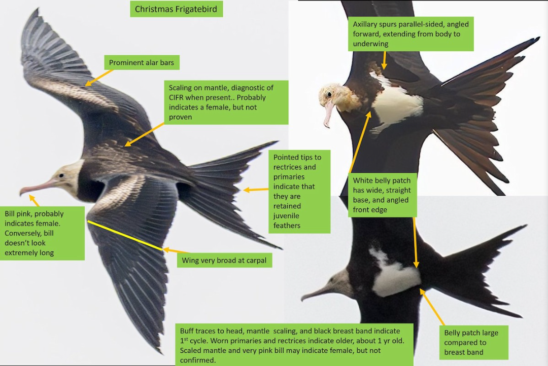 Christmas Island Frigatebird - ML626554367