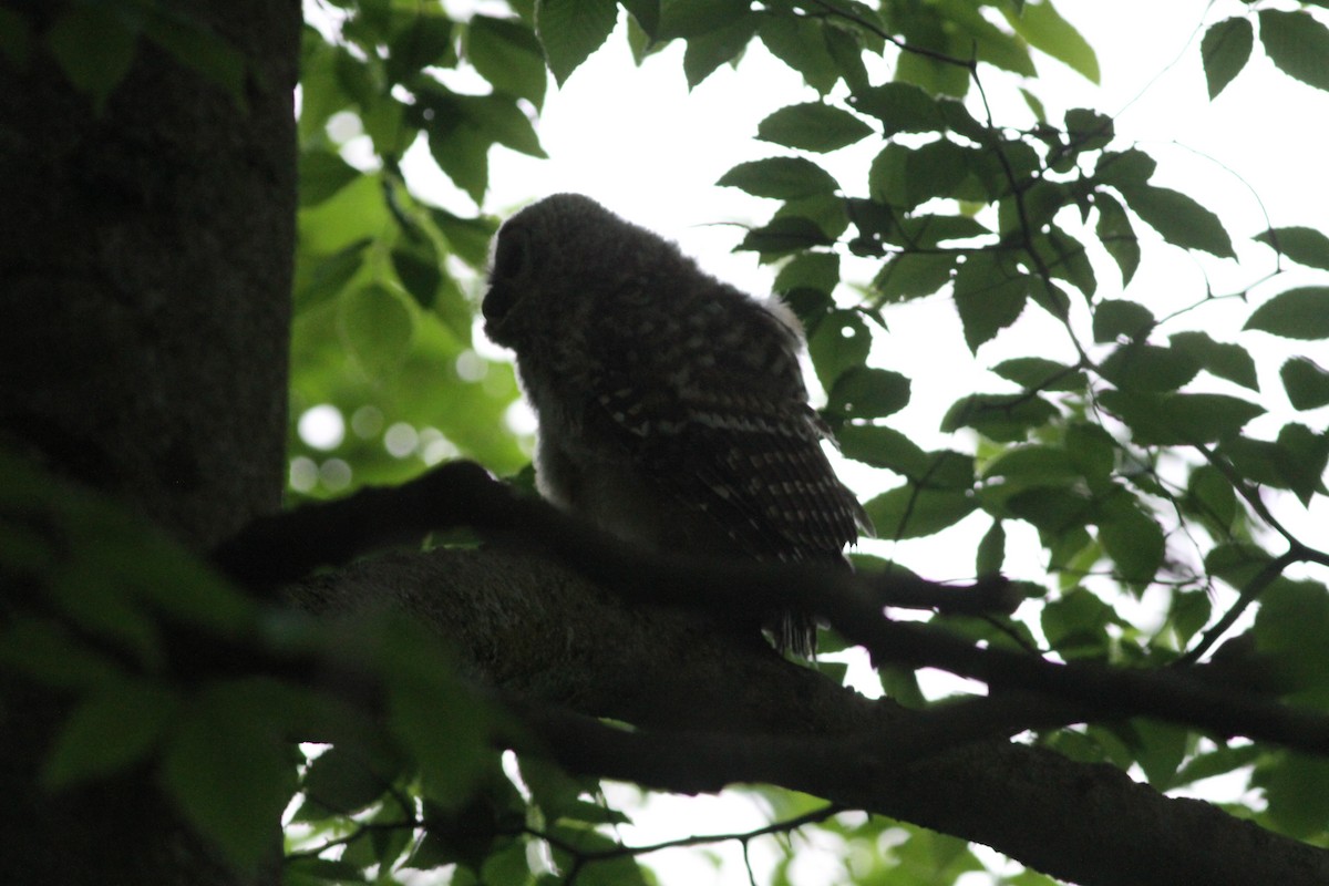Barred Owl - ML626554544