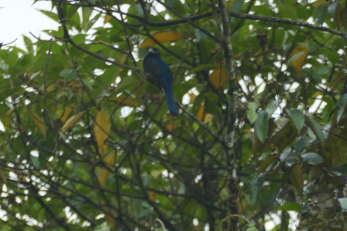 Trogon à queue blanche - ML626554657