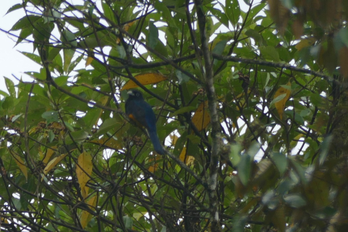 Trogon à queue blanche - ML626554658