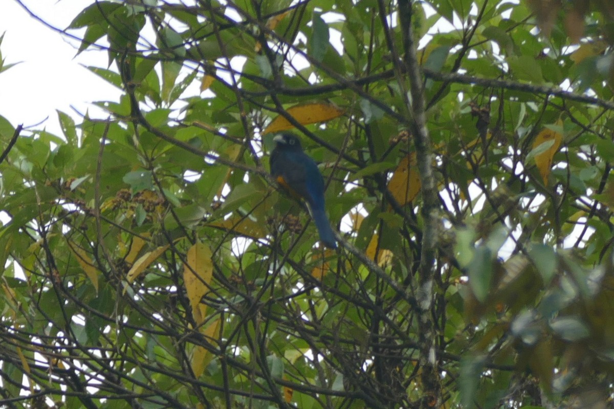 Trogon à queue blanche - ML626554659