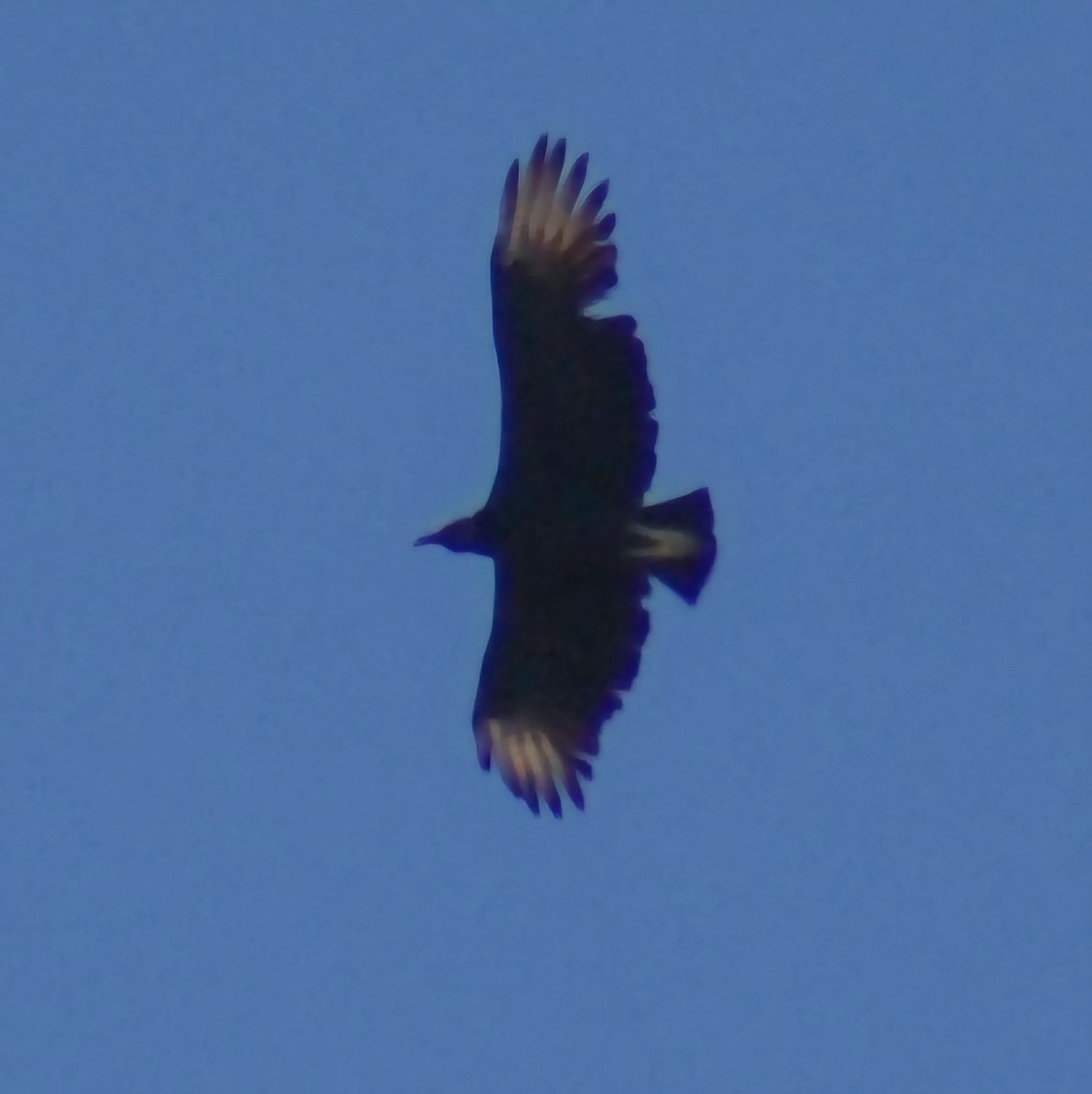 Black Vulture - ML626554734