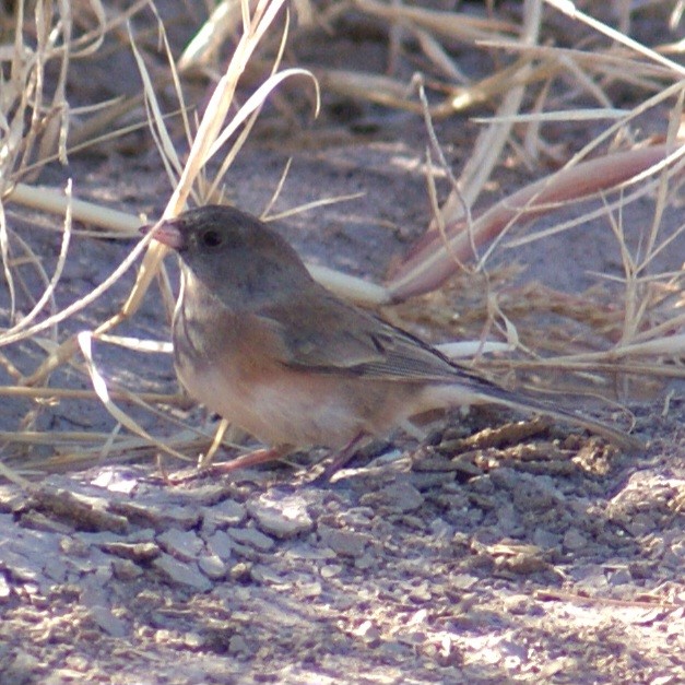 Dark-eyed Junco - ML626554761