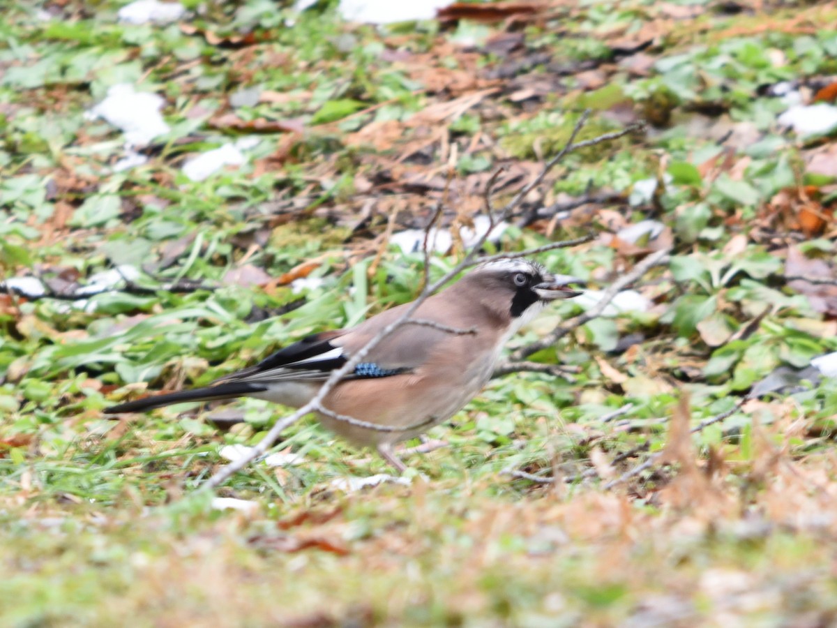 Eurasian Jay - ML626555084