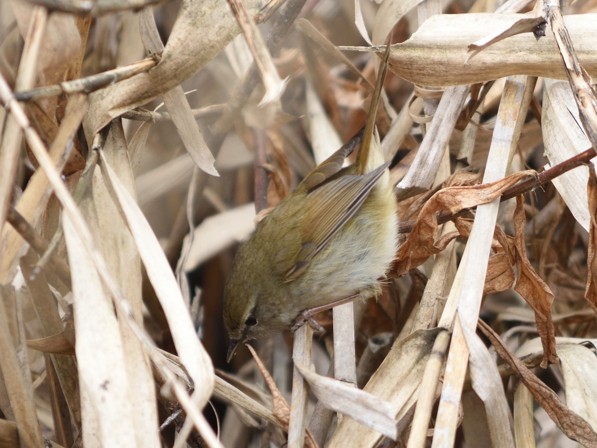 Japanese Bush Warbler - ML626555087