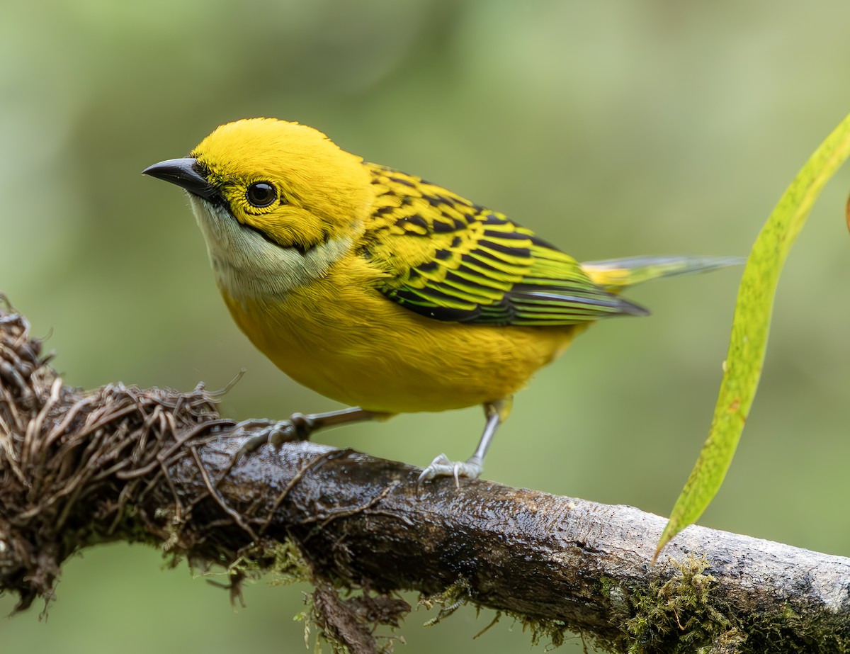 Silver-throated Tanager - ML626555269