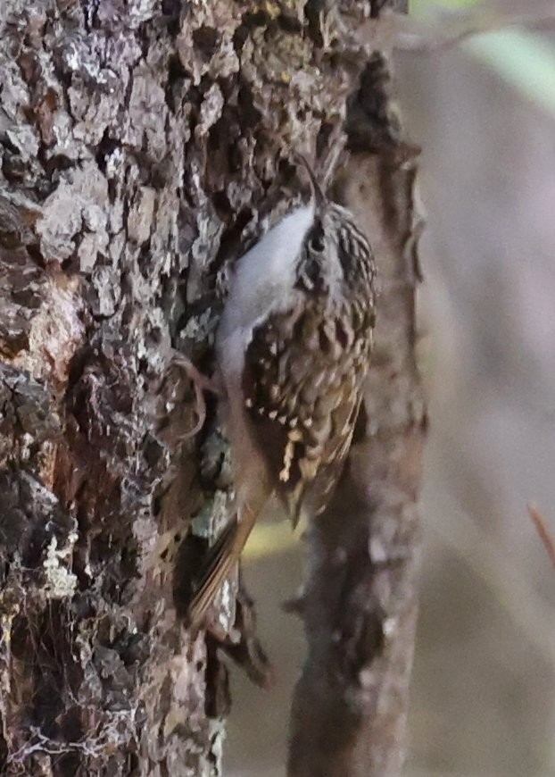 Brown Creeper - ML626555297